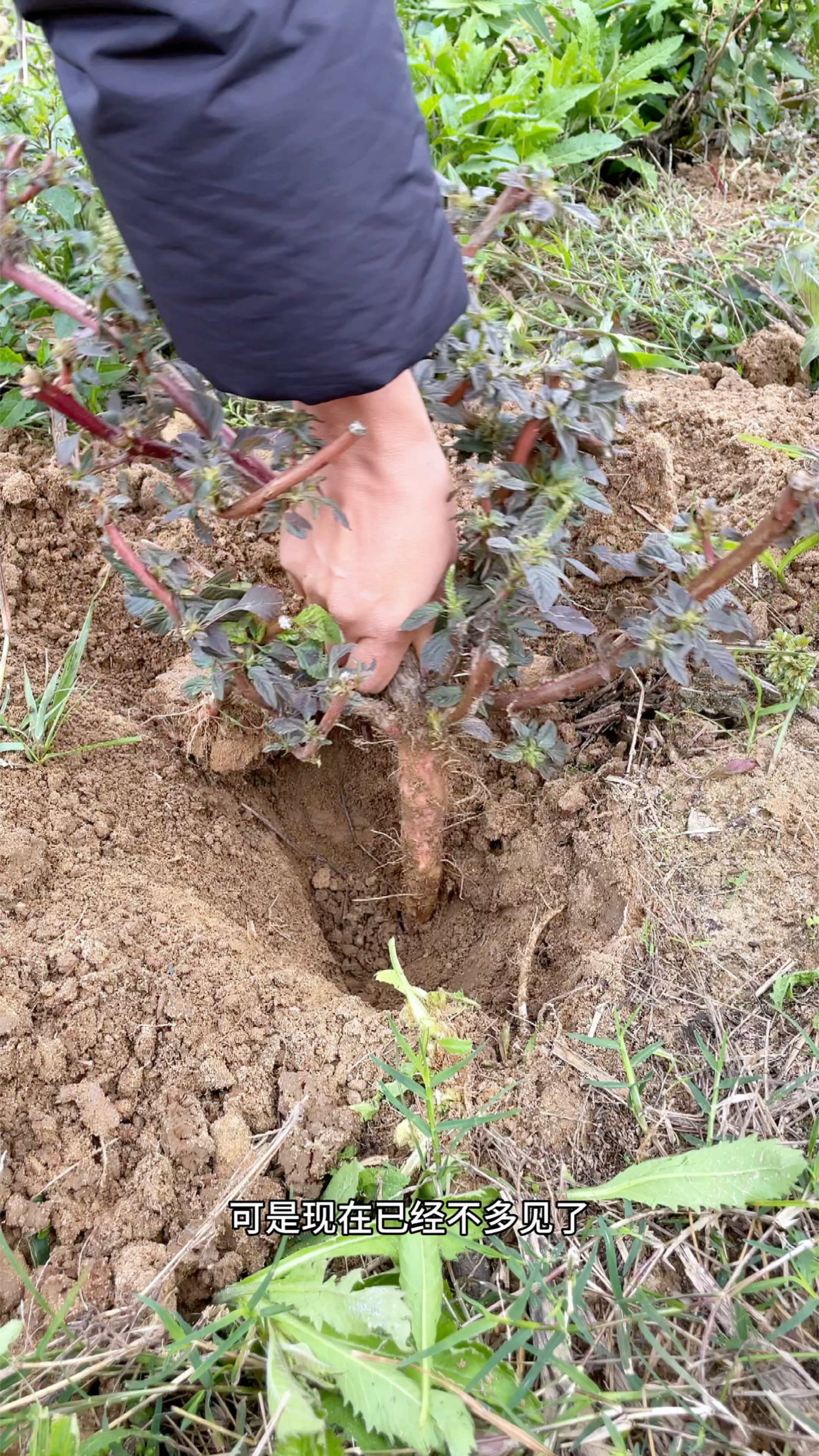 曾被割来喂猪的刺苋菜根被称为“土人参”