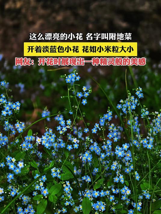 这么漂亮的小花名字叫附地菜,开着淡蓝色小花,花如小米粒大小