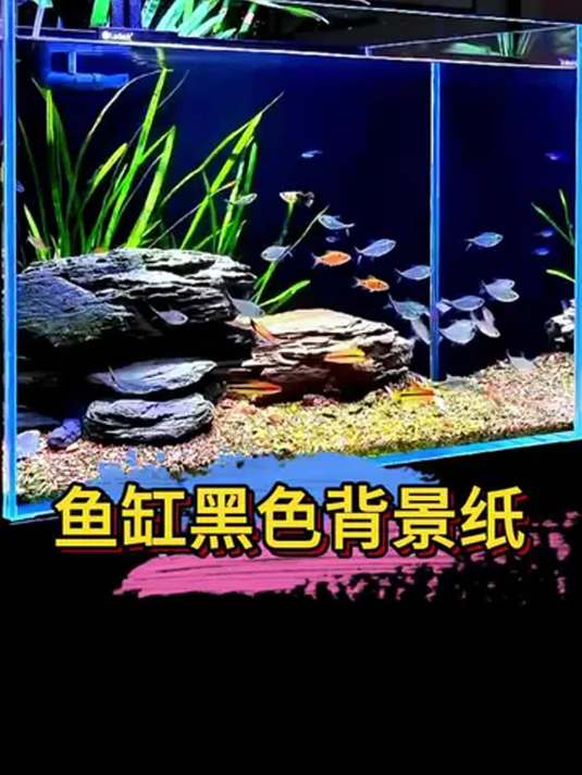 鱼缸用黑背景纸 鱼儿显色佳 轻松打造美缸景