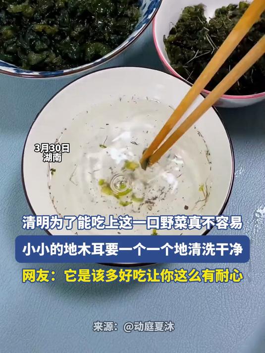 清明为了能吃上这一口野菜真不容易，小小的地木耳要一个一个的清洗干净#花满春城我代言#