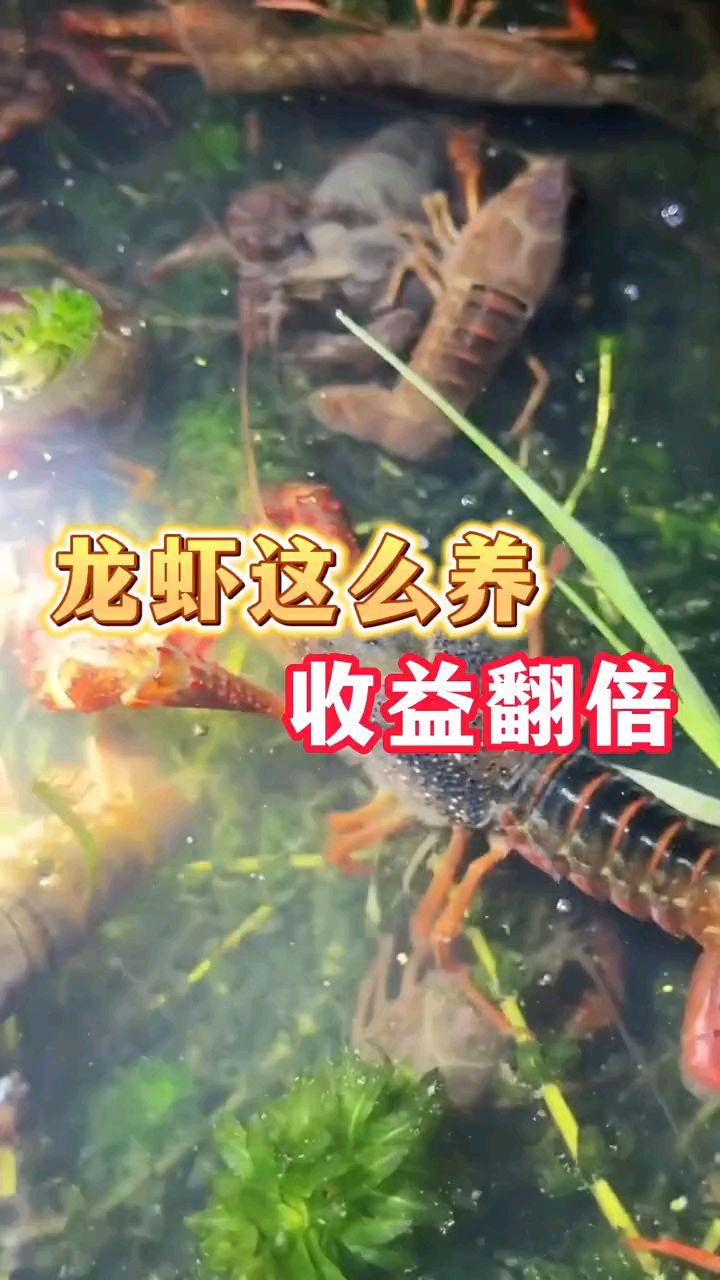 小龙虾怎么养,收益高
