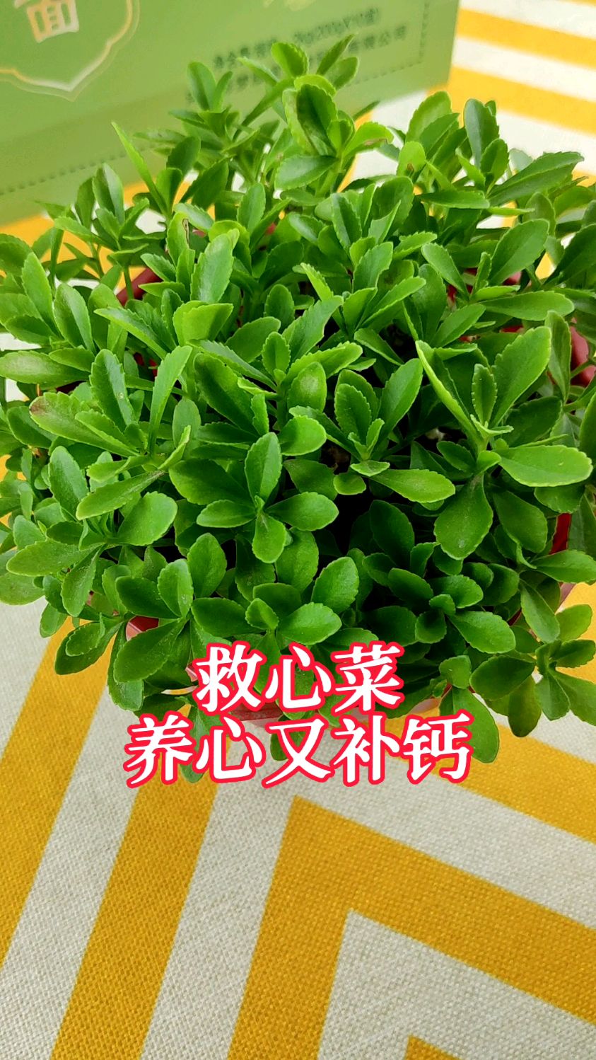 救心菜,养心又补钙,救心菜粉,吃起来更方便。冲饮,做面食都可以