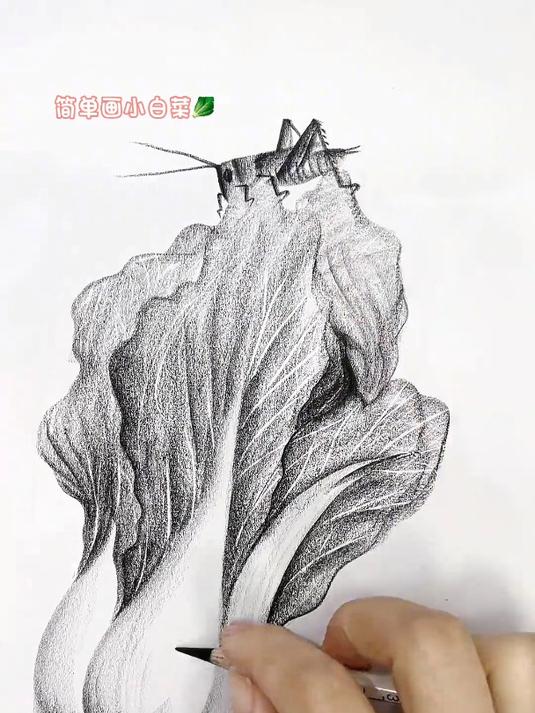 简单画小白菜