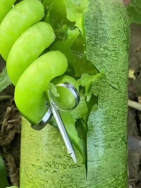 秋季种啥菜?选水果萝卜籽!潍县青沙窝萝卜都甜脆