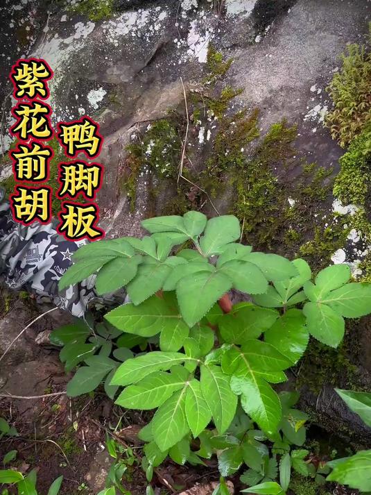 路边很常见但是作用非常广泛的一种植物你见过吗