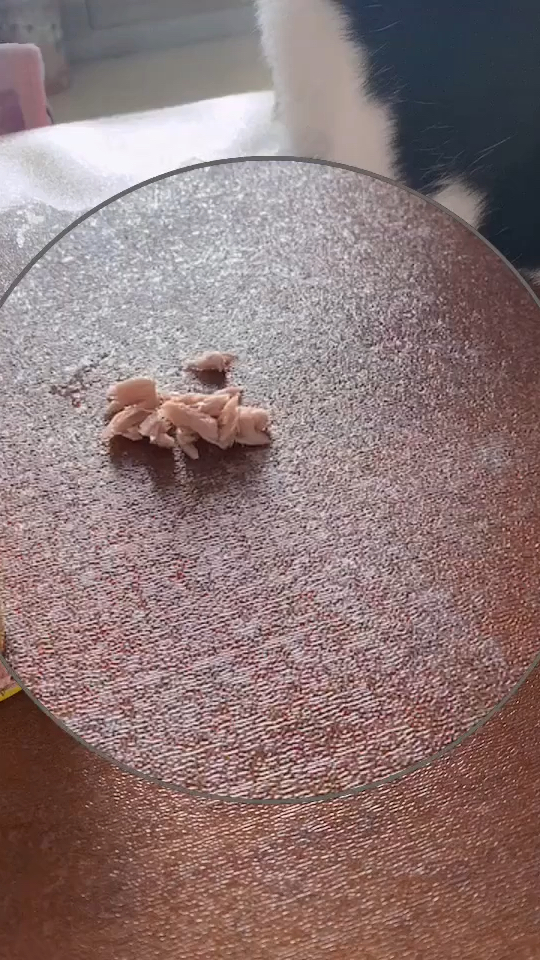 小鱼干 罐头一律不吃。餐桌上的管你什么鱼和鸡。日本金枪鱼罐头它开荤了。韩国的不吃