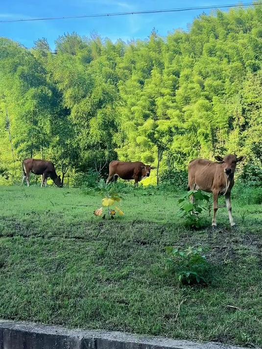 宣城绩溪徽菜的发源地,这里的山水都是美景,这里的食材很健康