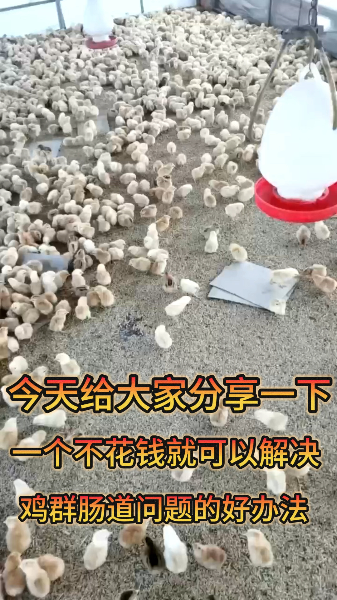 解决鸡群肠道问题的土方法