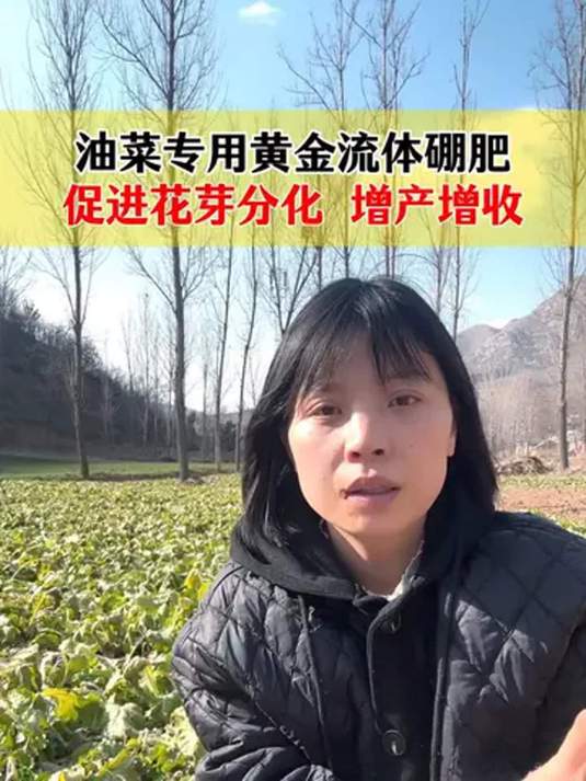 油菜硼肥追到位,高产轻松来相会,秘诀在此