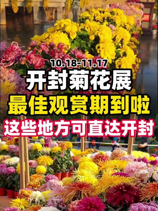 开封菊花展!最佳观赏期到了!