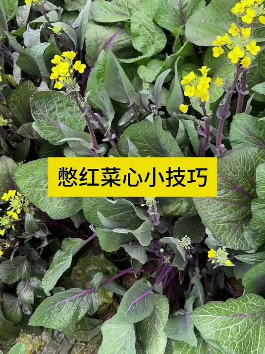 撇红菜心小技巧