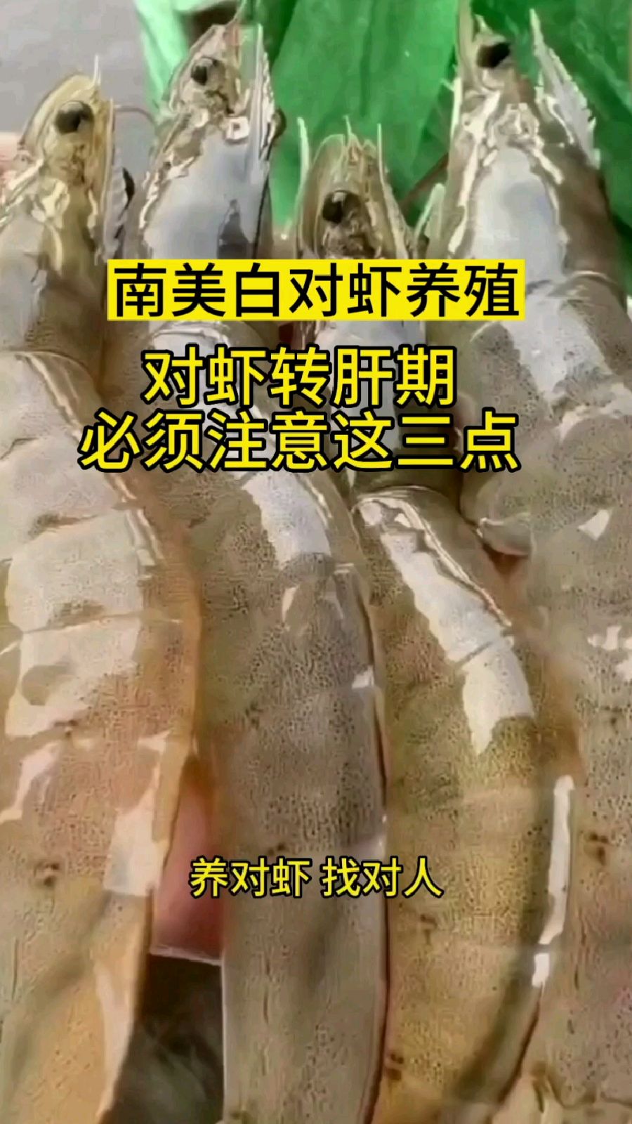 对虾转肝期必须注意这三点!虾黑肝、花肝、肝肿大怎么办?