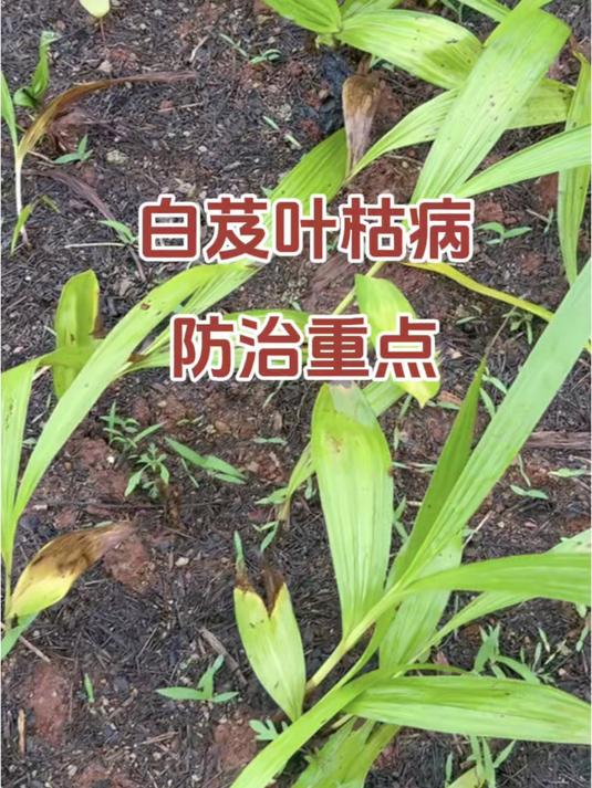 白芨叶枯病防治重点