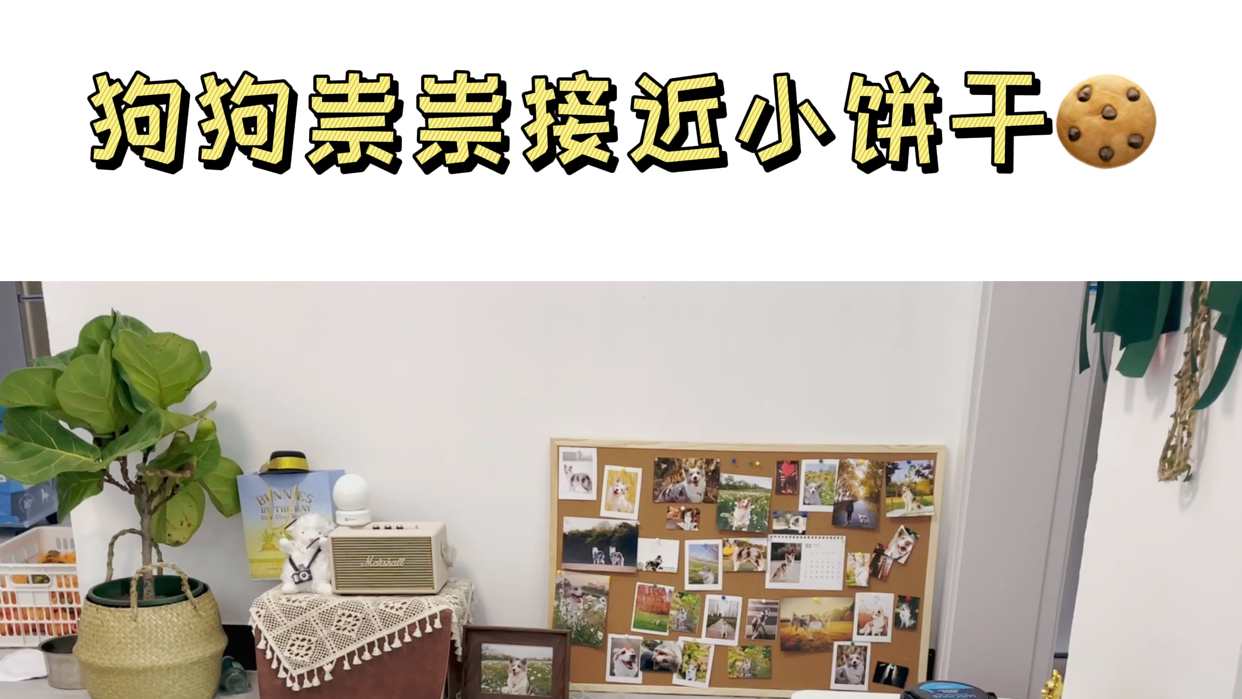 要不要给它一块小饼干呢? 有些小狗为了吃饼干,马上要学会说话了