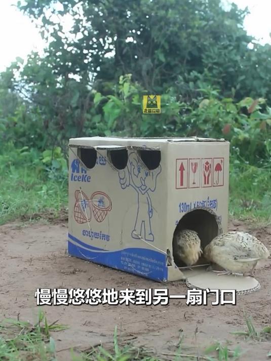 小男孩发明机关捉小鸡