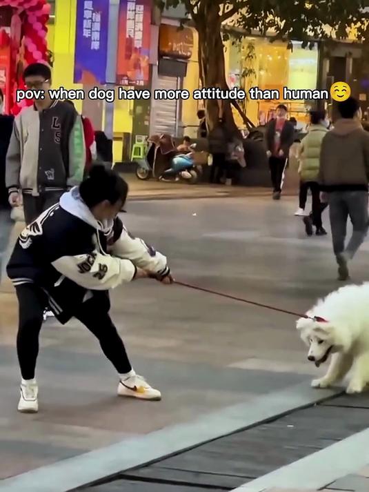 狗狗的架子比人还大