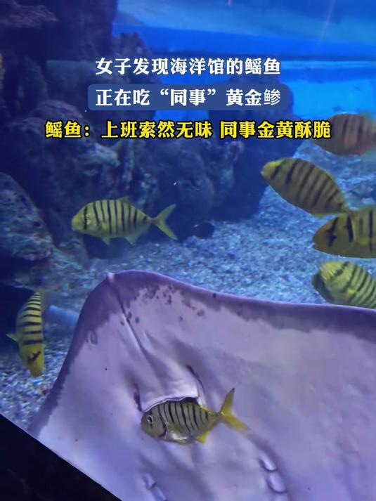 女子发现海洋馆的鳐鱼正在吃“同事”黄金鲹,鳐鱼:同事金黄酥脆