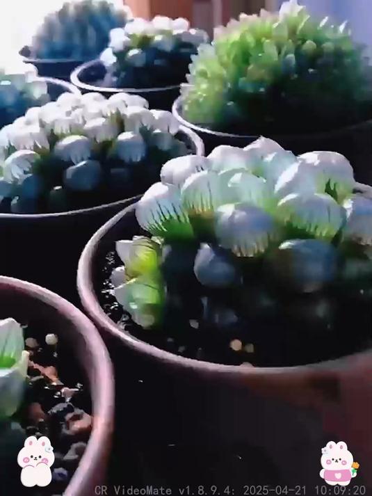 爆款热卖!玉露多肉,肥厚叶片,打造精致桌面景观
