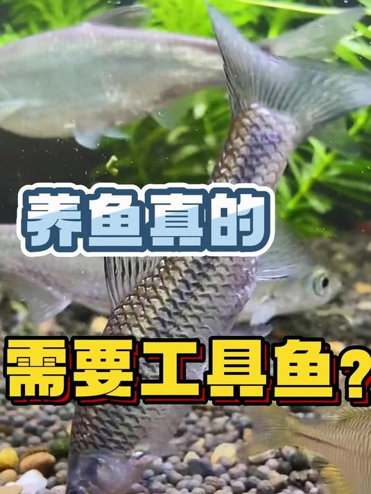养鱼真的需要工具鱼吗?