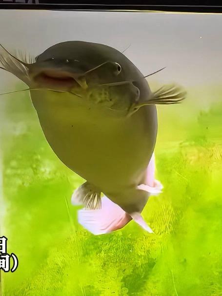 小鲤鱼历险记的肥鲶鱼居然是写实派！网友：鲶鱼鲤鱼都想过，就是没想过泥鳅