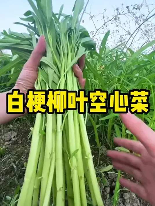 白梗柳叶空心菜,家有菜就能种,小院阳台都能行