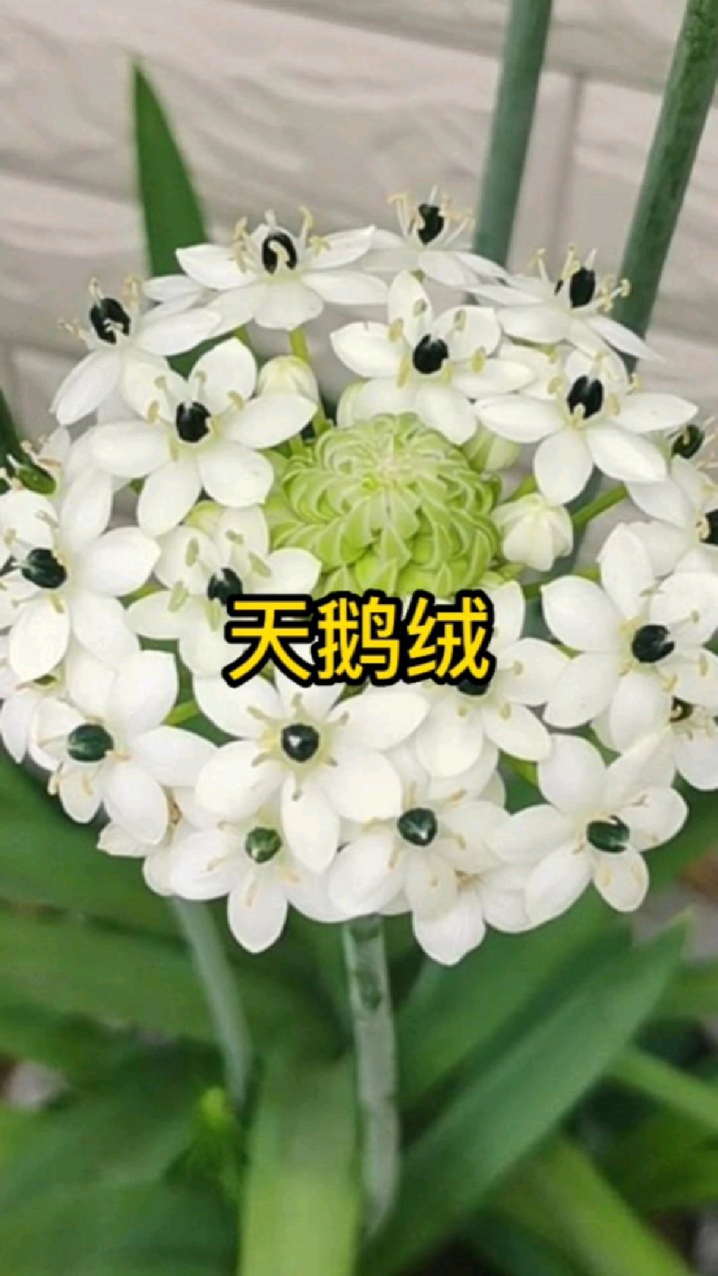 天鹅绒又叫伯利恒之星,高档的鲜切花品种,自己种更便宜