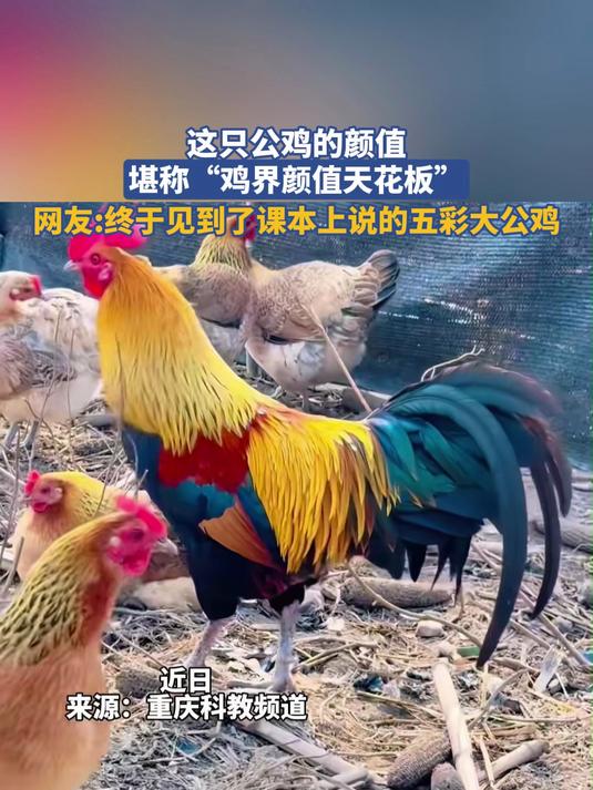 终于见到了课本上说的五彩大公鸡