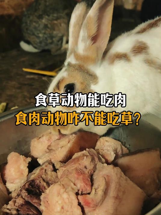 为啥食草动物会吃肉，而食肉动物却不能吃草？