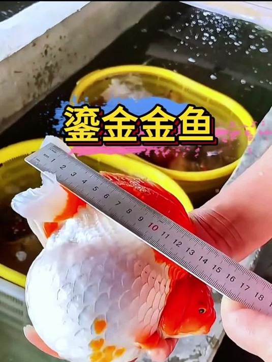 鎏金金鱼胖嘟嘟似元宝 金灿灿贵过琉璃