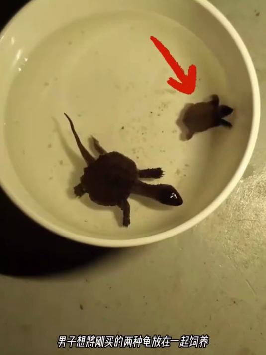 鳄龟不能和甲鱼放在一起养!