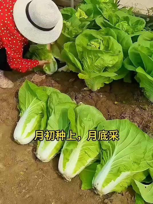 奶油快菜,好吃好种产量高,月初种上月底吃