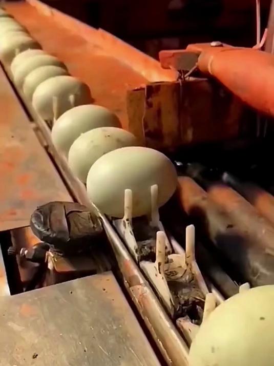 现在的鸡蛋都是流水线筛选自动打包,真的太厉害了