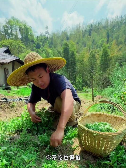 去年种的荷兰豆可吃了，破铁锅已换新，炒菜火大难控