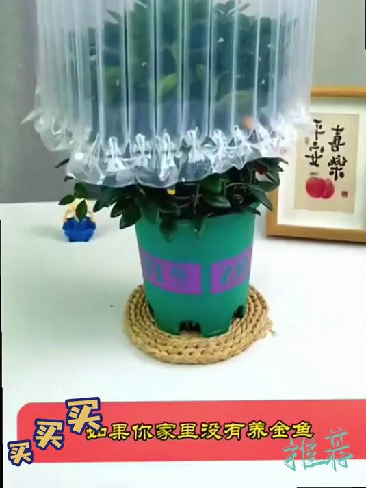 还在为绿植难养烦恼?金鱼花吊兰盆栽,四季常青,易活又吸甲醛!