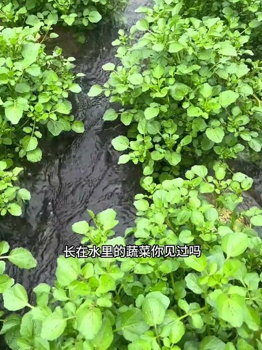 长在水里的蔬菜
