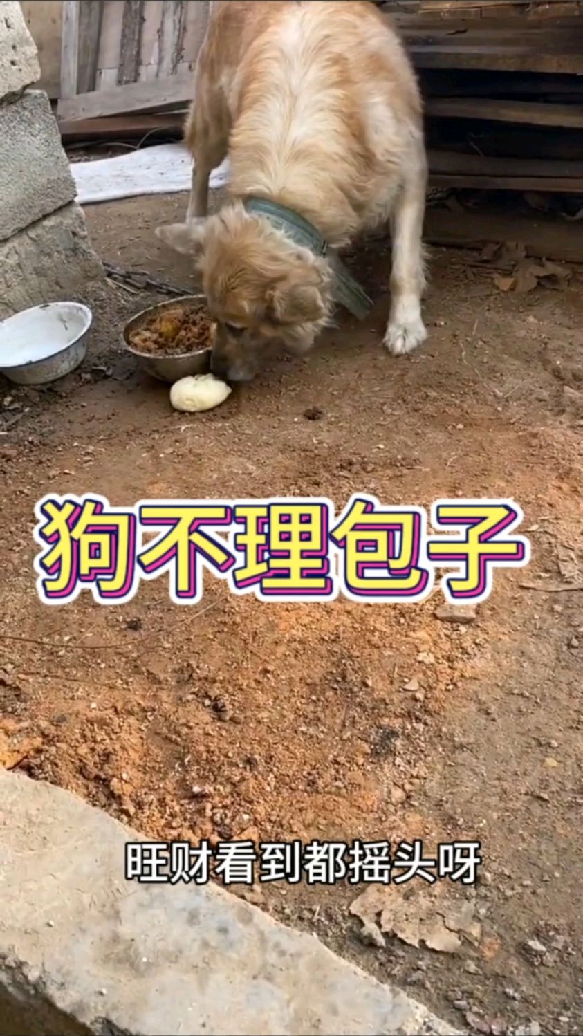 媳妇做的包子,连旺财看到都摇头呀