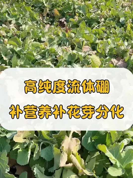 高纯度流体硼肥 补营养 让油菜花芽分化更好