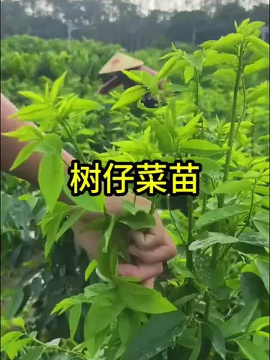 家庭种植树仔菜苗 优质种苗易上手 潮汕海南都能种