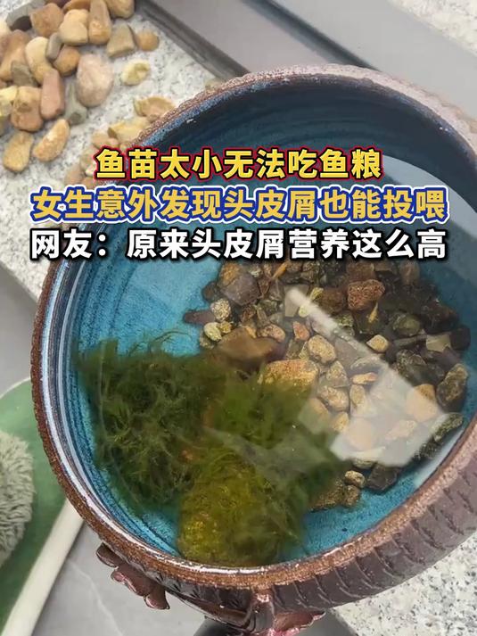 鱼苗太小无法吃鱼粮,女生意外发现头皮屑也能投喂,网友:原来头皮屑营养这么高
