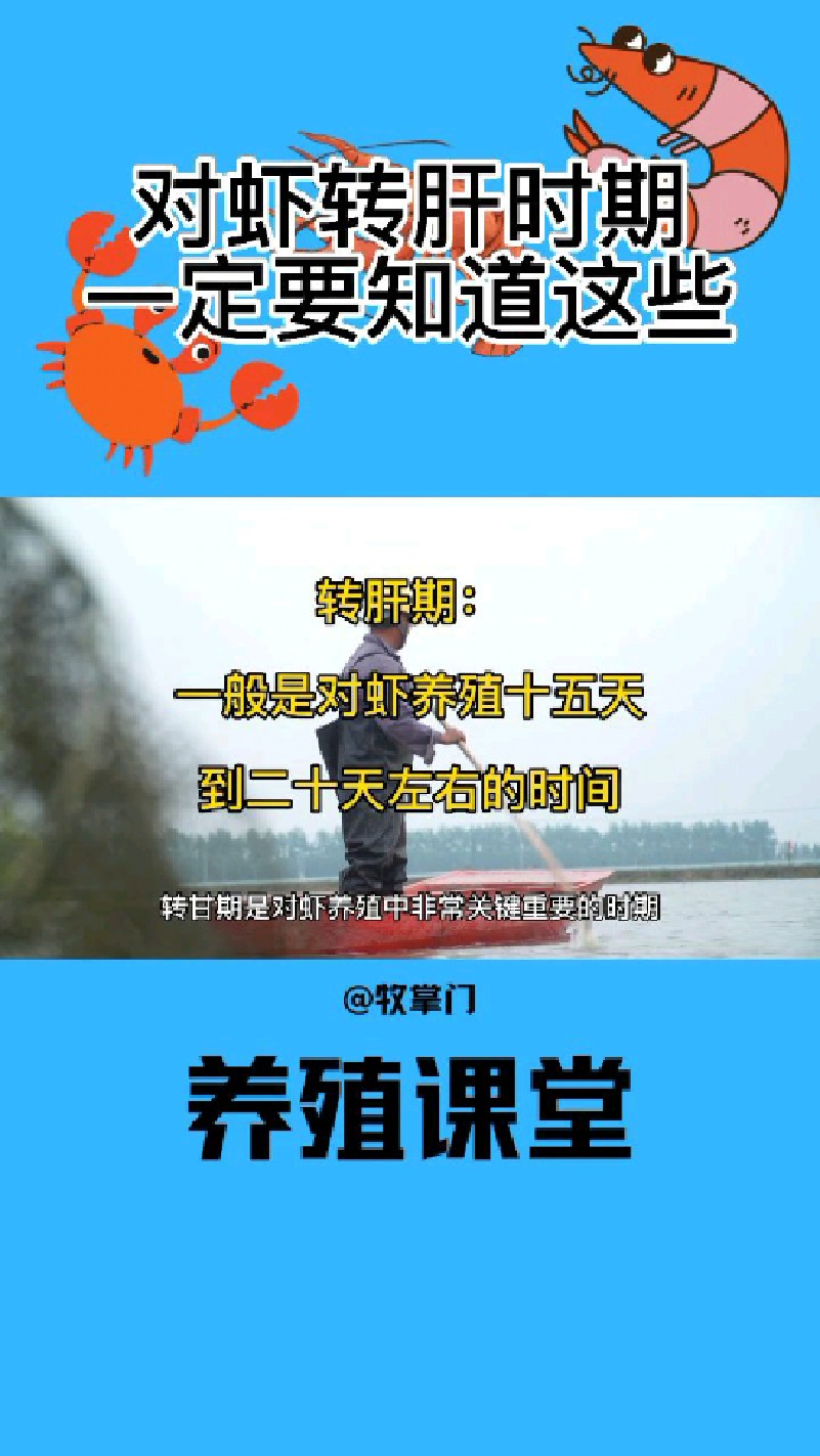 对虾转肝期你一定要知道的事!