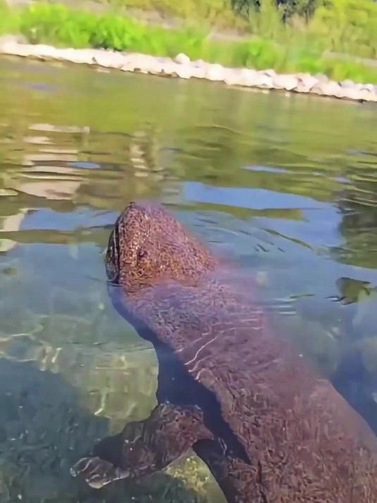 难得一见的野生的娃娃鱼