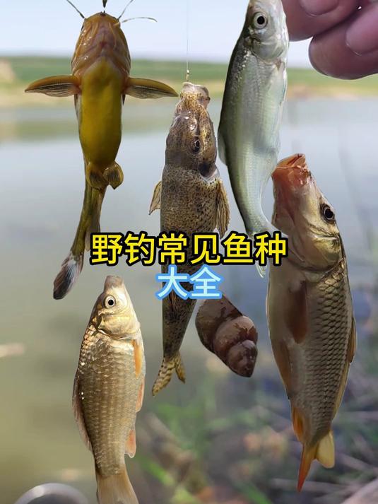野钓常见淡水鱼大全#鱼类品种#