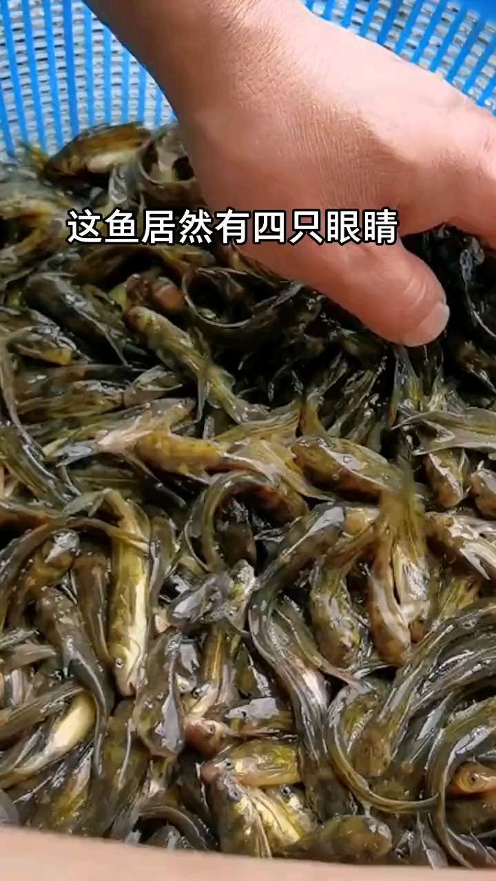 家里有荒废的鱼塘水塘,猪圈旧房,可以养这种黄颡鱼,产量高,好养活,包回收!