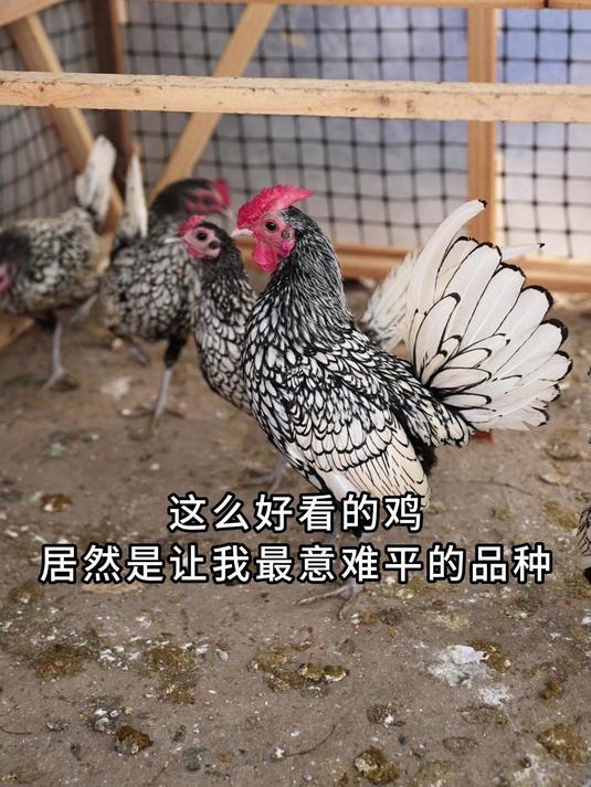 花了1200多买了一个让我最喜欢，又最意难平的品种回来