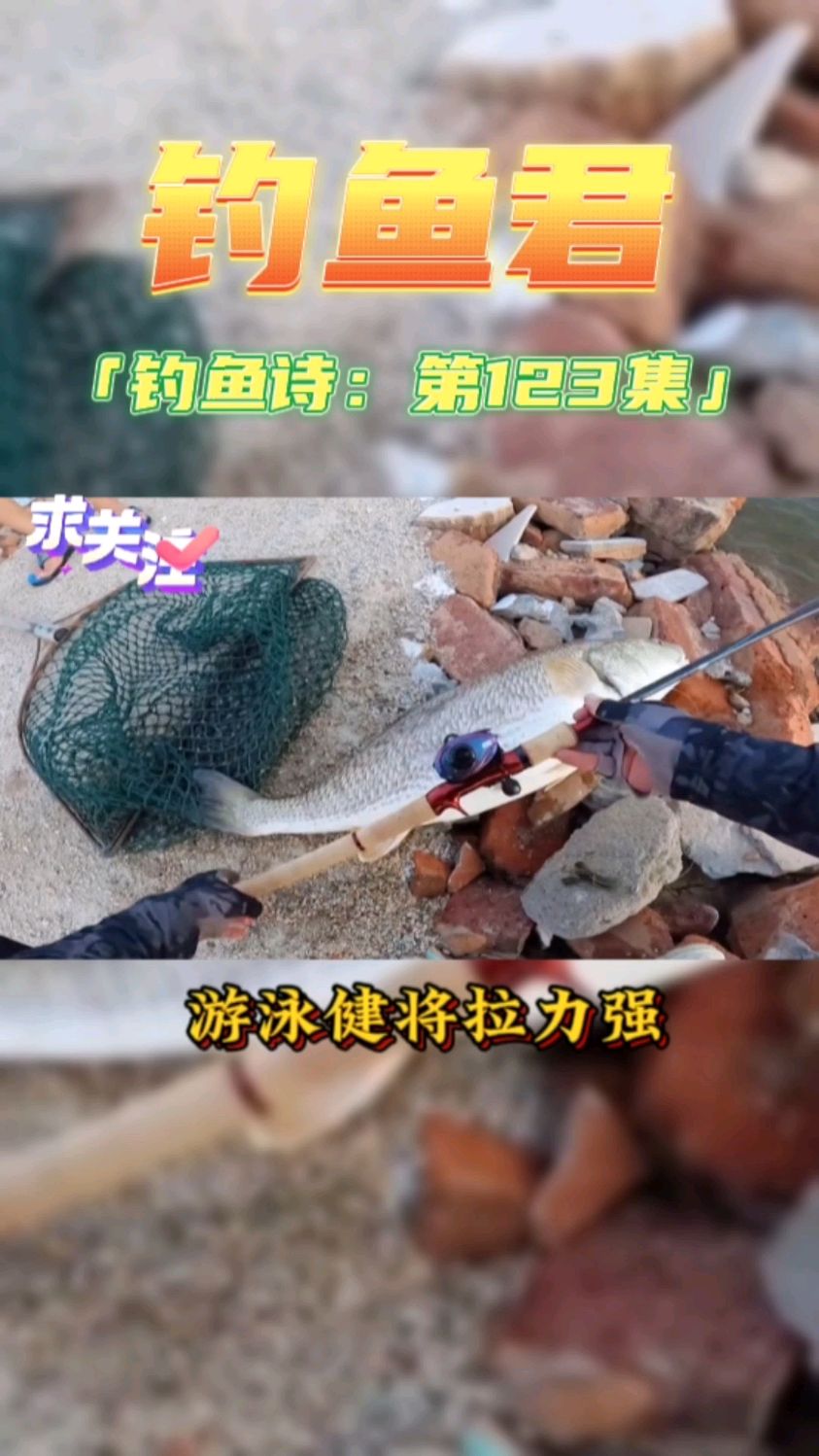 钓鱼君之钓鱼口诀:第123集(钓红古鱼)鱼类百科,此鱼钓过吗?