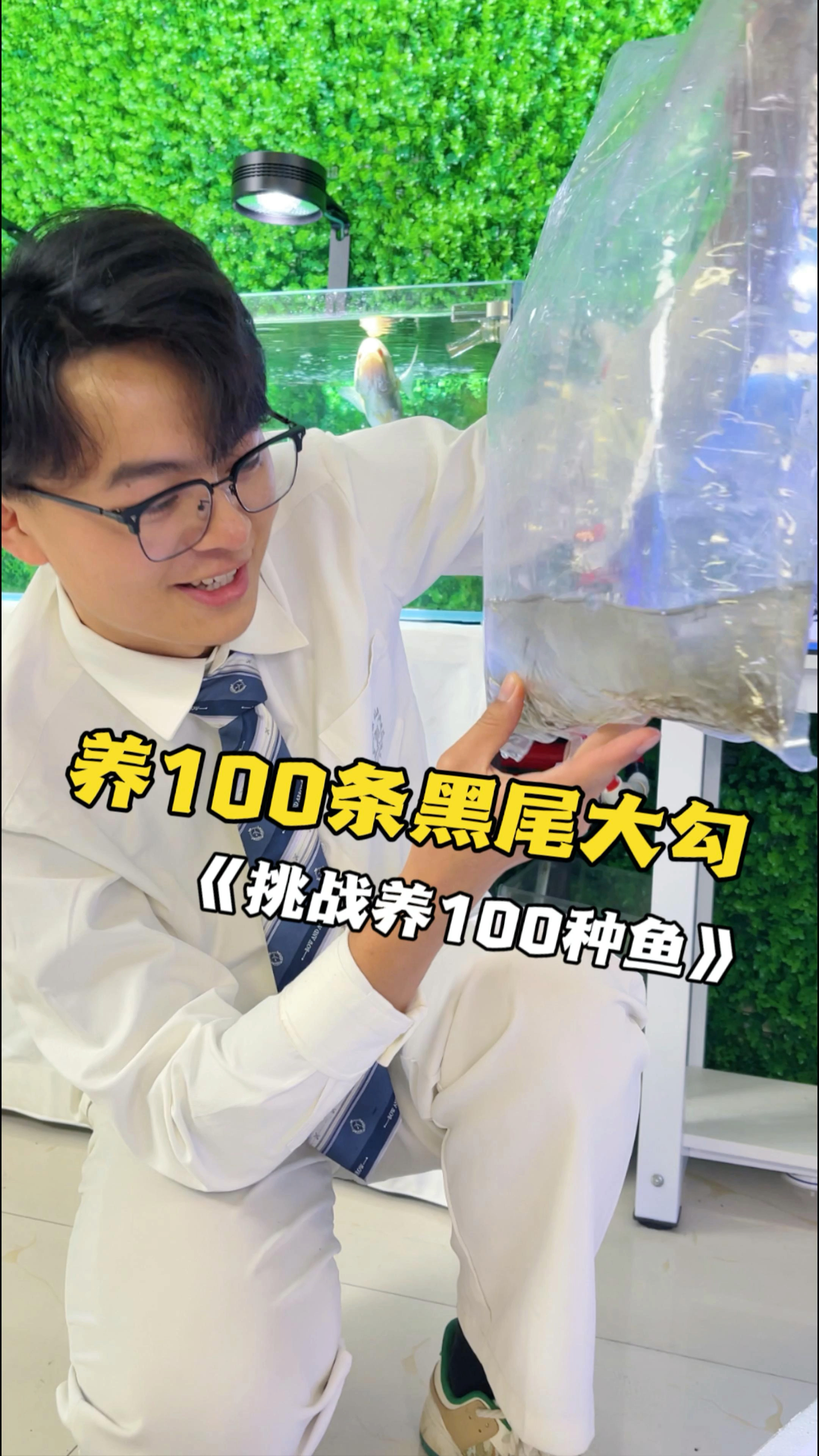 100条黑尾大勾就能在鱼缸中形成鱼群风暴
