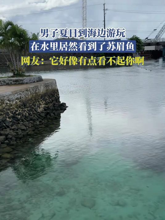 男子夏日到海边游玩,在水里居然看到了苏眉鱼,网友:它好像有点看不起你啊#旅游创作季#
