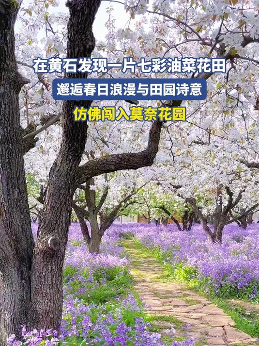 在黄石发现一片七彩油菜花田,仿佛闯入莫奈花园!