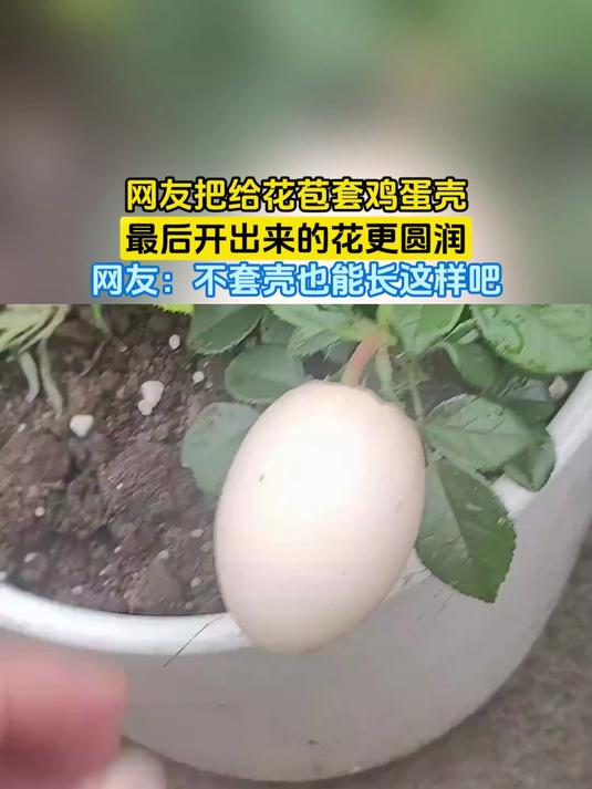 网友把给花苞套鸡蛋壳，最后开出来的花更圆润，网友：不套壳也能长这样吧