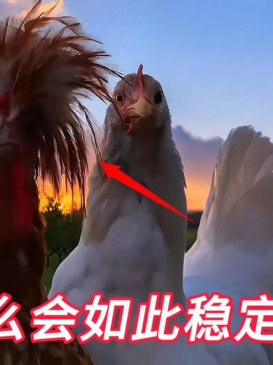 鸡头为什么会如此稳定?它身上究竟有什么秘密?